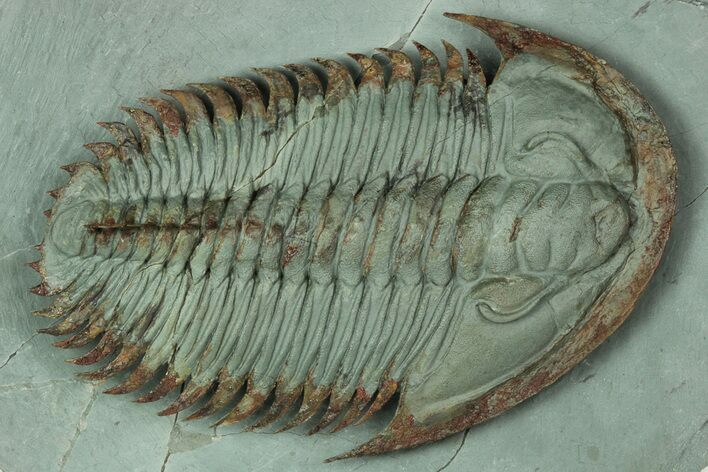 Lower Cambrian Trilobite (Longianda) - Issafen, Morocco #189928